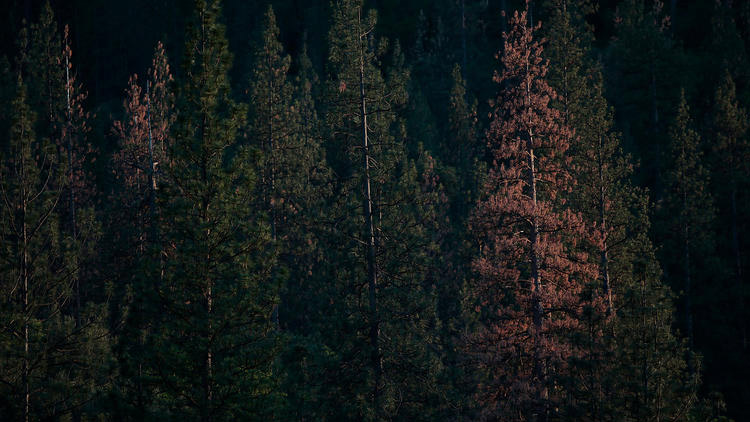 Firewise&reg;-Madera-County-Photo-From-LA-Times