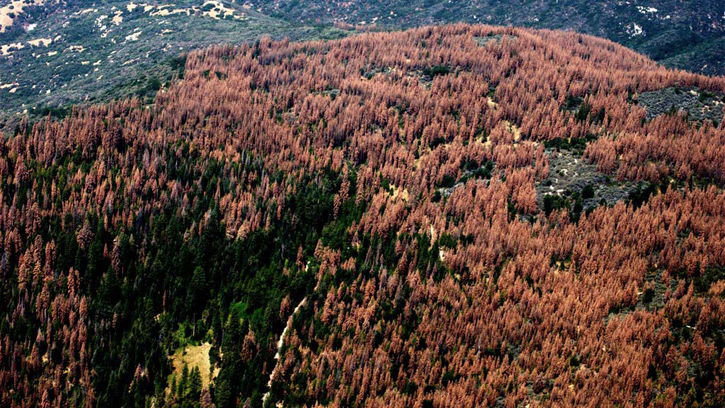 PC: USFS
