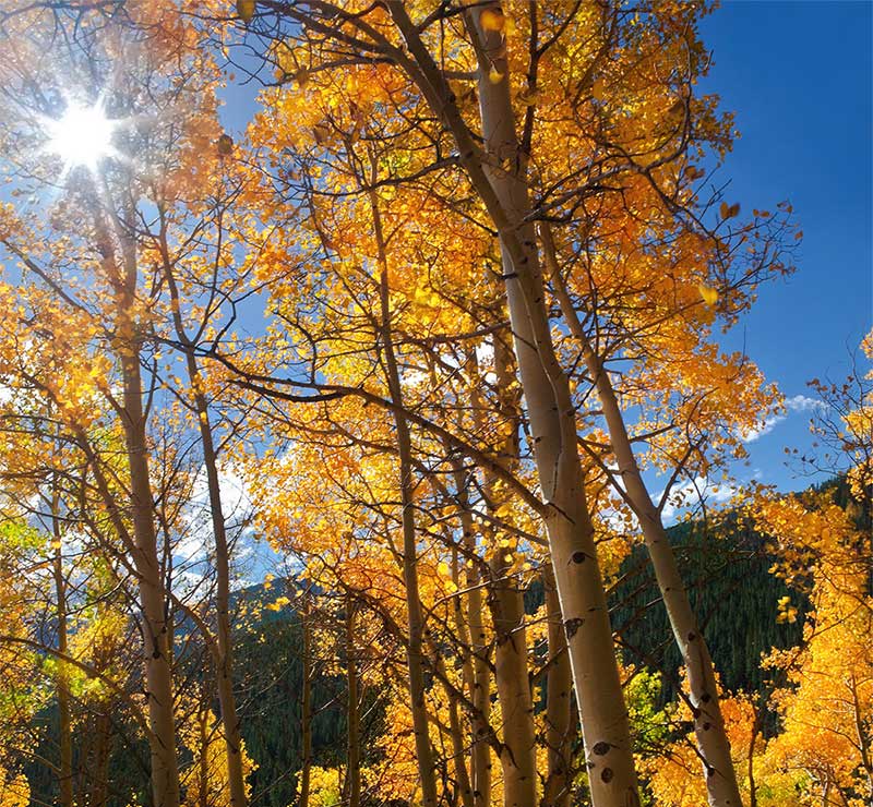 PC: USFS